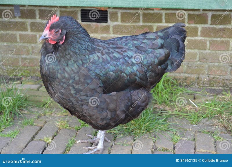 Chicken road, chicken road slot